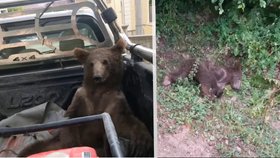 Mládě medvěda pozřelo halucinogenní med: Sjeté zvíře museli zachraňovat veterináři