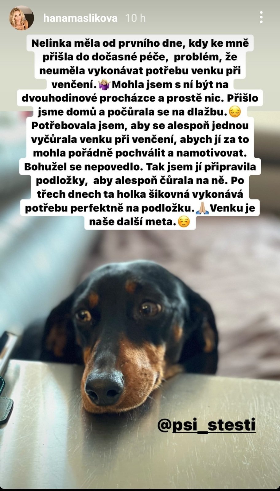 Hana Mašlíková má v dočasné péči fenku jezevčíka.