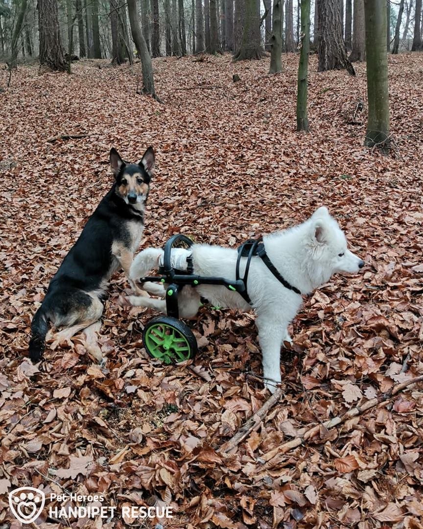 Zvířata, o které se stará organizace Handipet Rescue.