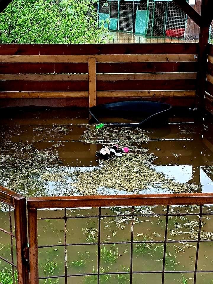 Velká voda zaplavila v útulku šest kotců se 12 psy. Zaměstnanci je dostali v pořádku do bezpečí.