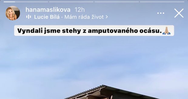 Hanka Mašlíková a její kůň Dante po amputaci ocasu.