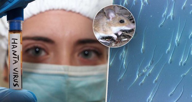 Hantavirus se skrývá ve sperma