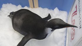 Ztracený tučňák císařský dostal jméno Happy Feet (3,5)