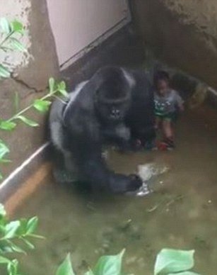 Harambe chránil malého chlapce.