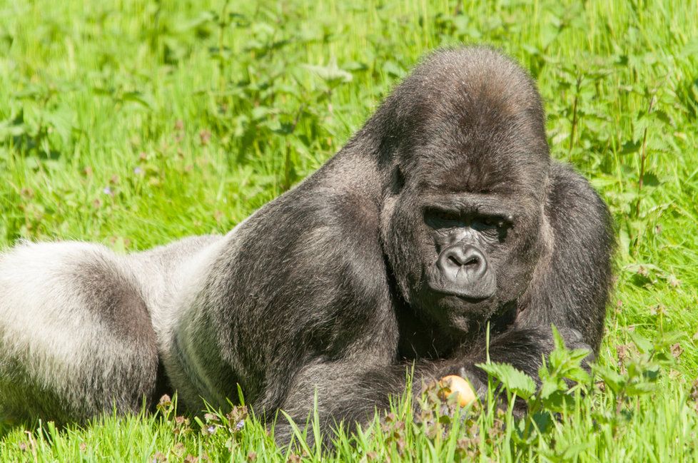 Gorila popadla v zoo chlapce: Primáta museli zastřelit