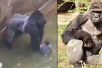 Gorila popadla v zoo chlapce: Primáta museli zastřelit