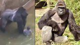 Gorila popadla v zoo chlapce (4): Primáta museli zastřelit 