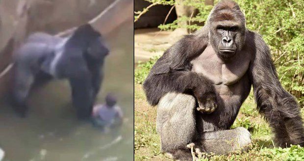 Kvůli jejímu synovi zastřelili gorilu: Nehody se stávají, brání se matka  