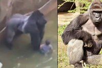 Gorilí samec vlekl v zoo kluka (4). Zabití primáta kritizují tisíce lidí
