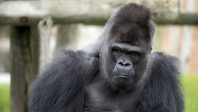 Gorila popadla v zoo chlapce: Primáta museli zastřelit