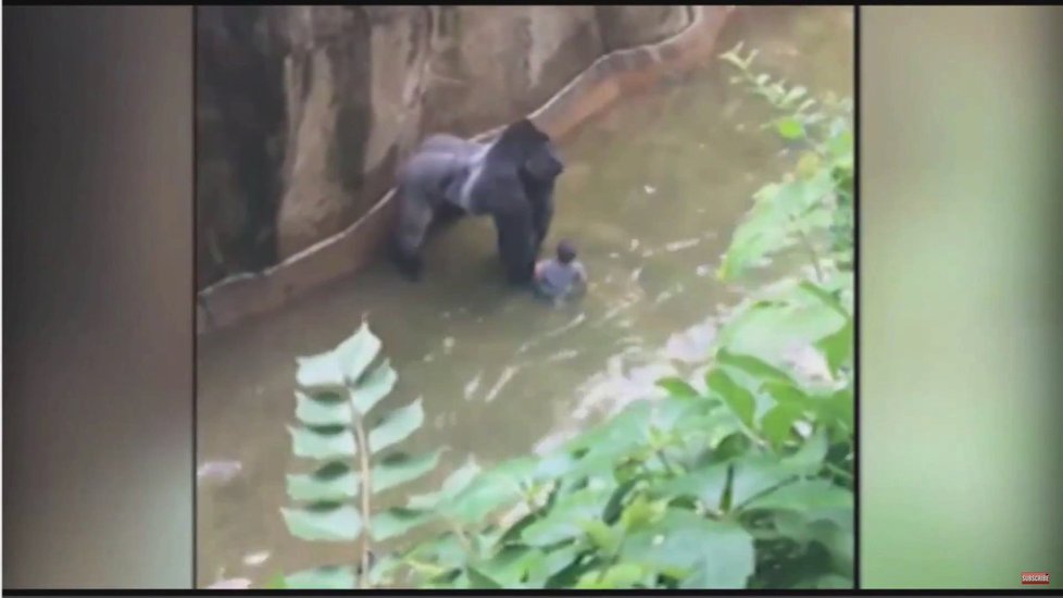 Gorila popadla v zoo chlapce: Primáta museli zastřelit.