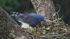 Mimořádně vzácná fotografi e, jak těsně po vylíhnutí mláděte dospělá harpyje pudově odstraňuje skořápku vejce, která by po vypadnutí z hnízda mohla místo prozradit