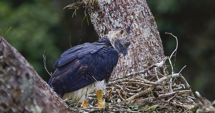 Malý bílý chomáček vpravo dole, to je mládě harpyje pralesní tři hodiny po vylíhnutí. Podobná fotografi e nebyla ještě nikdy publikována