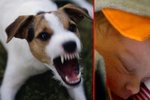 Osmidenního Harryho zakousl Jack Russell teriér