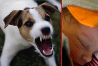 Tohle je osmidenní miminko, které zakousl Jack Russell teriér