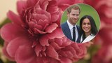 Svatbu Harryho a Meghan ozdobí pivoňky, dort bude chutnat po citronu