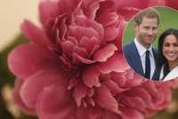 Svatbu Harryho a Meghan ozdobí pivoňky, dort bude chutnat po citronu