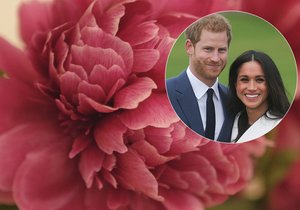 Harry a Meghan budou mít na svatbě sezonní květiny, například pivoňky.