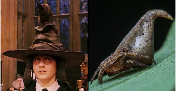 Fantastická zvířata v reálu: Vědci pojmenovali pavouka podle postavy z Harryho Pottera