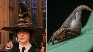 Fantastická zvířata v reálu: Vědci pojmenovali pavouka podle postavy z Harryho Pottera
