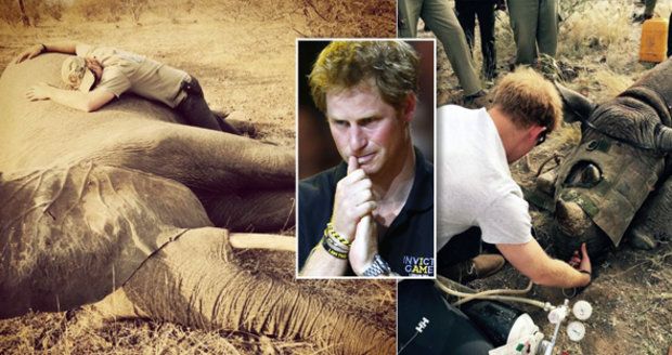 Šok pro prince Harryho: Objímal slona zabitého pytláky a zachraňoval nosorožce
