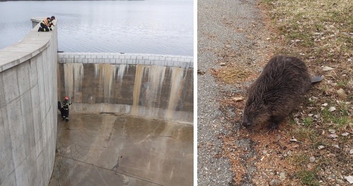 Hasiči v Boskovicích zachránili bobra, který uvízl ve výpusti nádrže.