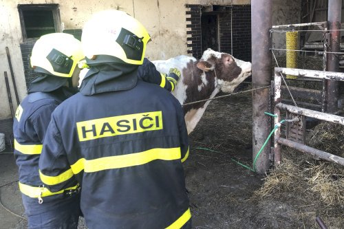 Hasiči nacvičovali manipulaci se statným dobytkem.