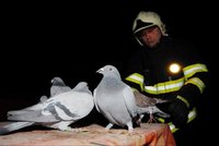 Záchrana opeřenců: Hasiči evakuovali holubník!