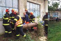 Záchranáři v akci: Dřevorubce zavalil strom, rybáři šlo u Svratky o život