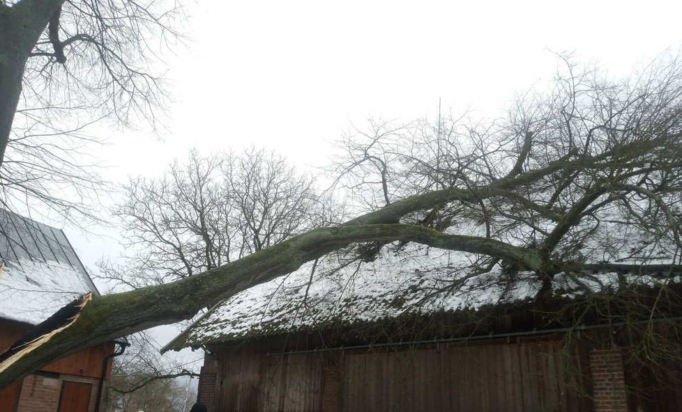 Hasiči Královehradeckého kraje na Štědrý den odstraňovali ze střechy spadlý strom (24.12.2023)