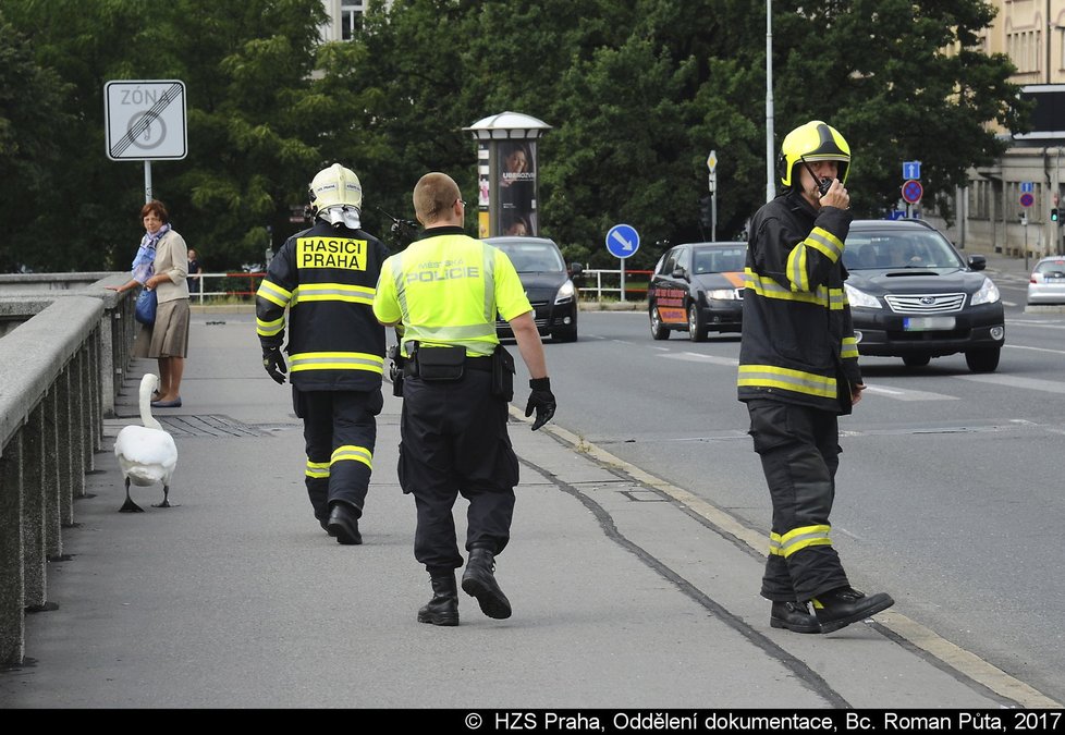 Pražští hasiči chytali labuť na Jiráskově mostě.