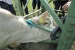 Hasiči zachraňovali krávu, které uvízla hlava ve sloupu vysokého napětí.