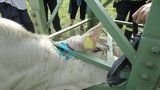 Hasiči zachraňovali zvědavou krávu: Uvízla ve vedení vysokého napětí