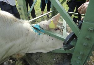 Hasiči zachraňovali krávu, které uvízla hlava ve sloupu vysokého napětí.
