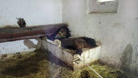 Hasičská zvířecí patrola: Záchrana koně, který ležel hodiny ve žlabu i popadaná kachňata