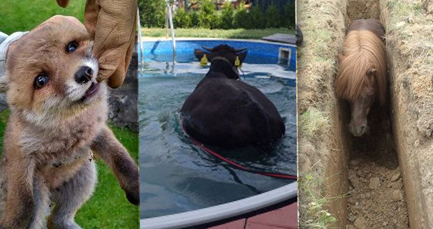 Nejkurióznější zásahy v roce 2017: Hasiči museli dostat krávu z bazénu i sundávat ženu ze stromu