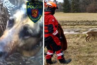 Hasiči a strážníci museli do vody: Zachraňovali muže, psa a srnku