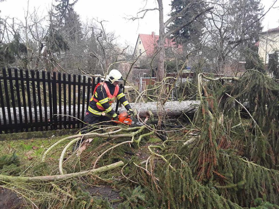 Hasiči v České Lípě v Sadové ulici rozřezali vzrostlý smrk, který při pádu přerazil sloup telefonního vedení (17. 2. 2022).