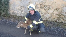 Hasiči zachránili uvízlé mládě muflona.
