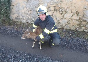 Hasiči zachránili uvízlé mládě muflona.