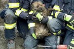 Hasiči v Mutěnicích na Hodonínsku 4,5 hodiny zachraňovali psa, který vběhl za kočkou do kanalizace a uvízl v ní. K překvapení hasičů tam byla s ním i ta kočka.