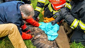 Jihočeští hasiči zachraňovali zraněného orla mořského.