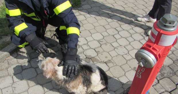 Hasiči zachránili pejska z kanálu pomocí klobásy.