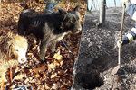 Na Plzeňsku zapadl pes (světlý) do nory, druhý mu štěkáním přivolal pomoc.