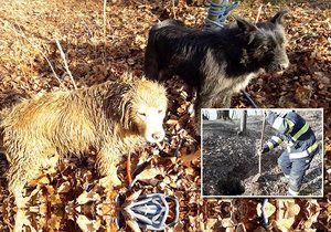 Na Plzeňsku zapadl pes (světlý) do nory, druhý mu štěkáním přivolal pomoc.
