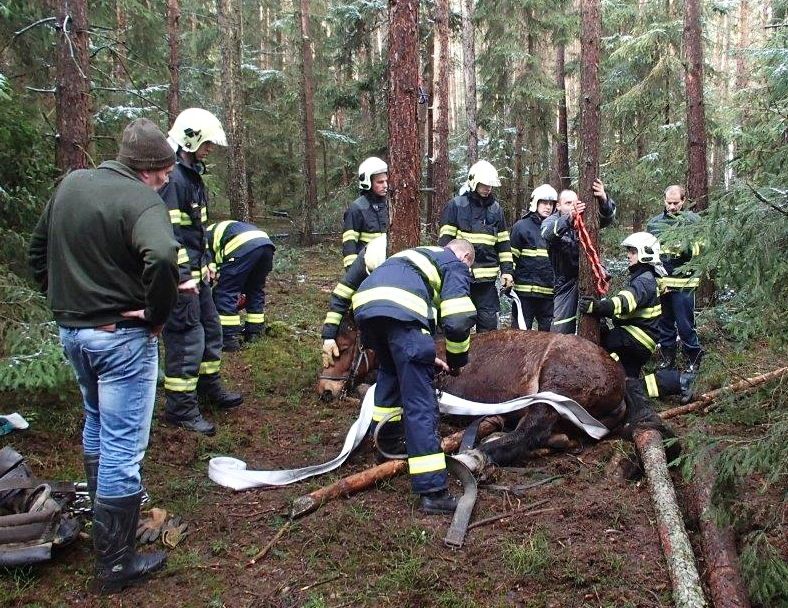 Kobylce zapadla noha do díry. Zachránili ji hasiči.