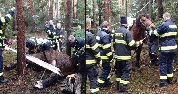 Dramatický zásah hasičů: Kobyle v lese zapadla noha do díry, na nohy ji postavili pomocí kladek