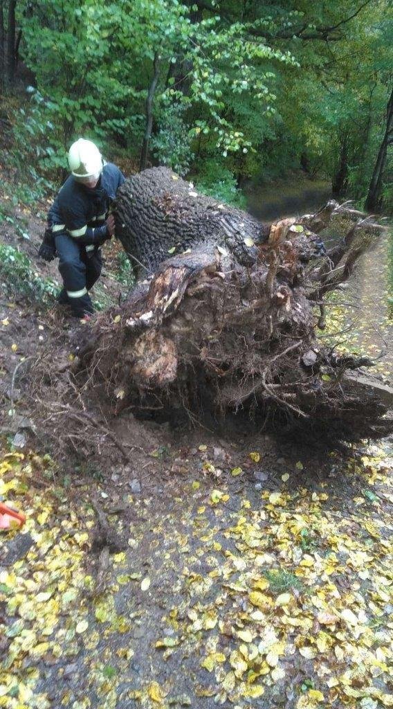 Hasiči Středočeského kraje zasahovali u spadlého stromu. (14.10.2020)