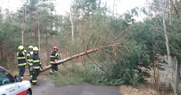Silný vítr v Česku: Pardubičtí hasiči vyjížděli k popadaným stromům i k uvázlé zvěři.