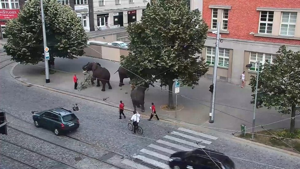 Sloni se procházeli centrem Olomouce